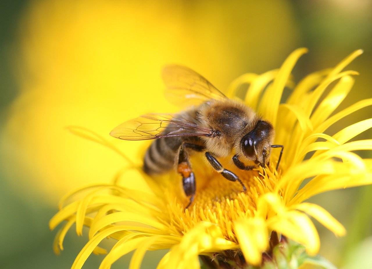 Biškopība bioloģiskajā lauksaimniecībā (40 stundas)