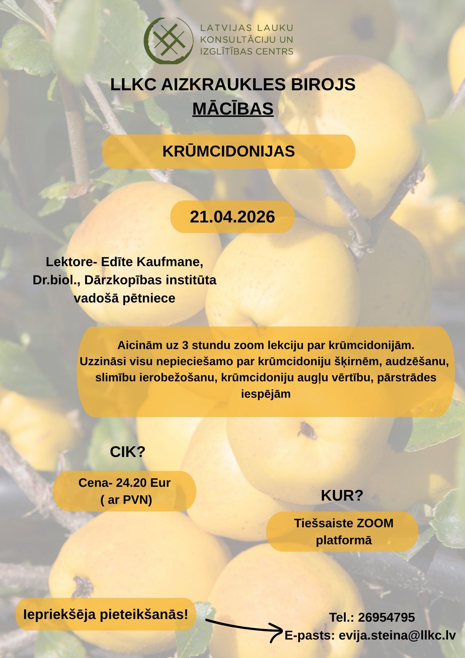 Krūmcidoniju audzēšana: no stādīšanas līdz ražai